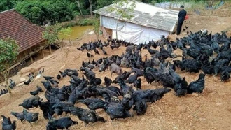 Mở lối phát triển kinh tế cho đồng bào vùng biên từ nuôi gà bản địa