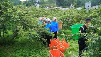 Phát triển sản xuất hàng hóa trong vùng đồng bào dân tộc thiểu số