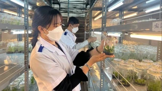 Cảnh báo cây giống nhập lậu gây hại