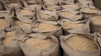 Giá gạo toàn cầu lao dốc vì nguồn cung dư thừa