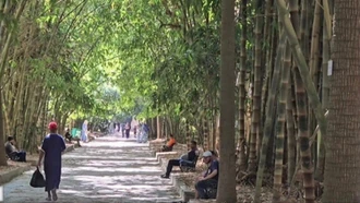Rặng tre Việt Nam tỏa bóng mát giữa vườn bách thảo cổ kính ở Algeria