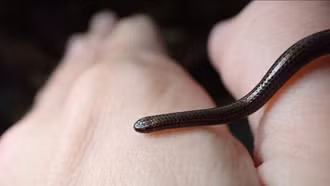 Phát hiện loại rắn nhỏ nhất thế giới sau 20 năm ở Barbados