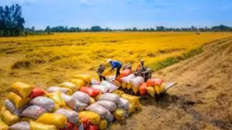 Gạo Việt Nam tại Singapore: Giữ vững vị thế tốp 3