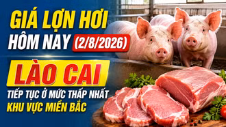 Giá lợn hơi hôm nay (2/8/2026): Lào Cai tiếp tục ở mức thấp nhất khu vực miền Bắc