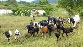 Thu cả trăm triệu nhờ nuôi dê chăn thả tự nhiên