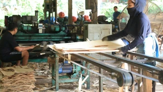 Kinh tế rừng thay đổi bộ mặt nông thôn Lào Cai