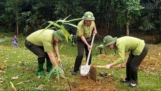 Lực lượng Kiểm lâm tỉnh Lào Cai trồng rừng năm 2025
