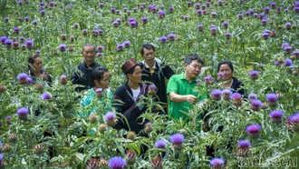 Hơn 41.000 hộ nông dân Lào Cai sản xuất, kinh doanh giỏi