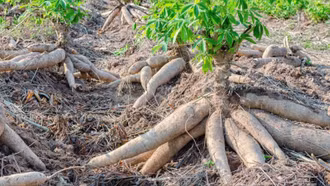 Hướng đi mới để ngành hàng sắn phát triển bền vững