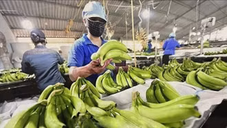 'Việt Nam chiếm lĩnh thị phần chuối tại Nhật Bản'