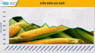 Giá ngô rẻ, chất lượng cao: Cơ hội tái cơ cấu nguồn cung cho ngành chăn nuôi