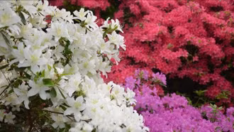 Vườn cổ tích hoa đỗ quyên trong công viên Hoàng gia Anh