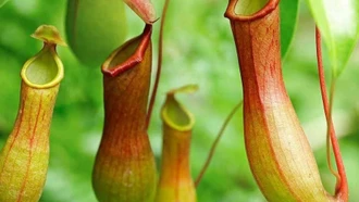 Chiết xuất từ cây Nắp ấm hoa đôi giúp điều trị ung thư