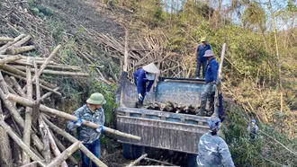 Tập trung khôi phục sản xuất lâm nghiệp