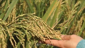 Các nhà khoa học Liên bang Nga tìm ra phương pháp mới tạo giống lúa năng suất cao