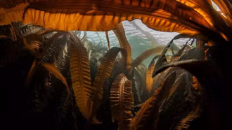 Các nhà khoa học Nga phát triển công nghệ sản xuất nhiên liệu sạch từ vi tảo