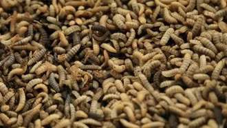 Cuba: Nguồn thức ăn chăn nuôi từ ruồi lính đen