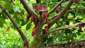 Xuất khẩu trái ca cao tăng mạnh, nhà vườn lãi cao
