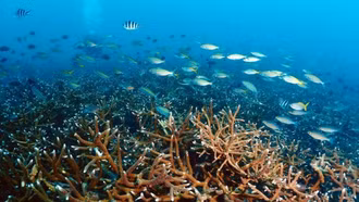 Hiệp ước toàn cầu bảo vệ biển cả chính thức có hiệu lực từ năm 2026