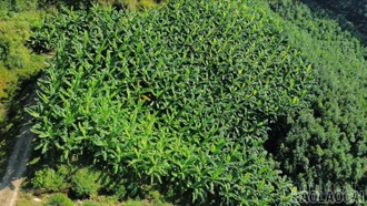 Mô hình trồng chuối Tây Thái mở đường thoát nghèo bền vững ở Bảo Hà