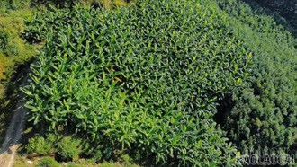 Mô hình trồng chuối Tây Thái mở đường thoát nghèo bền vững ở Bảo Hà