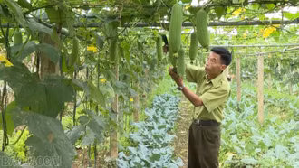 Phát triển mô hình trồng rau hữu cơ vì sức khỏe cộng đồng