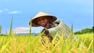 Áo tơi Yên Lạc: Giữ hồn làng trong từng mũi chằm