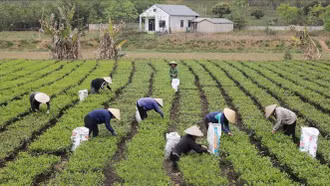 Xuất khẩu sụt giảm, chè Việt chinh phục thị trường nội địa