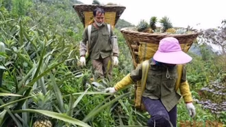 Dứa Việt Nam rộng đường xuất ngoại: Cần chiến lược bài bản để cán mốc tỷ USD