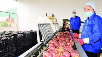 Xây dựng chiến lược mới cho ngành hàng trái cây