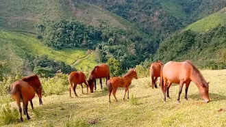 Hình ảnh ngựa trong văn học trung đại