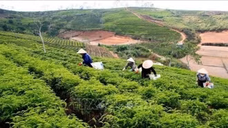 Có 4 kỷ lục trong Lễ hội Trà quốc tế lần đầu tiên tổ chức tại Việt Nam