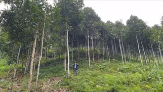 Làm giàu từ mô hình trồng rừng ở Lào Cai