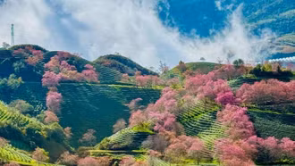 Rực rỡ sắc hoa mai anh đào tuyệt đẹp ở Sa Pa