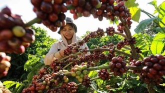 Cà phê Việt trước thách thức từ quy định chống mất rừng của EU