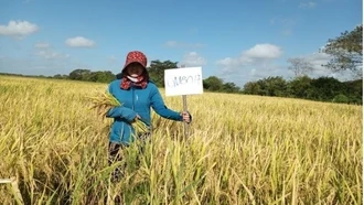 Chuyên gia Việt và những mùa lúa Cuba: Từ cánh đồng vàng dệt tình hữu nghị