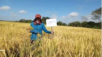 Chuyên gia Việt và những mùa lúa Cuba: Từ cánh đồng vàng dệt tình hữu nghị