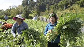 Hiện thực hóa khát vọng vươn mình từ những nghị quyết trụ cột ở Lào Cai