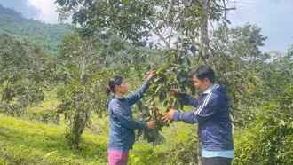 Tăng thu nhập từ cây hồng không hạt