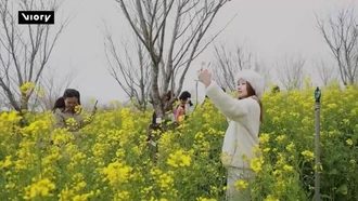 "Biển" hoa cải vàng trên đỉnh Fansipan thu hút du khách dịp đầu Xuân