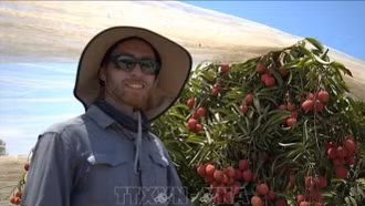 Trồng vải thiều Việt Nam giữa sa mạc – kỳ tích của một trang trại Israel