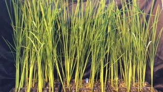 Dự án 'Gạo Mặt Trăng' phát triển giống lúa sinh trưởng trong môi trường vi trọng lực