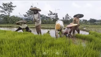 Indonesia tuyên bố thắng lợi về tự chủ lúa gạo