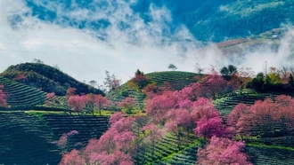 Sa Pa tăng trưởng nhanh nhất trong top 100 điểm đến hàng đầu châu Á