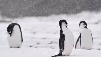 Chim cánh cụt có kỹ năng xác định dòng nước tinh vi vượt xa con người