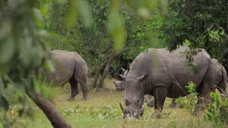 Nam Phi ứng dụng công nghệ hiện đại để bảo tồn tê giác trắng