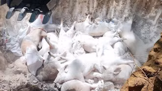 Thủ tướng chỉ đạo triển khai quyết liệt phòng chống dịch tả lợn châu Phi