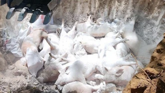 Thủ tướng chỉ đạo triển khai quyết liệt phòng chống dịch tả lợn châu Phi