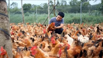 Hướng đi mới từ mô hình nuôi gà bằng thảo dược