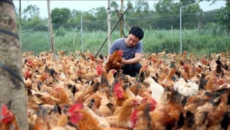 Hướng đi mới từ mô hình nuôi gà bằng thảo dược